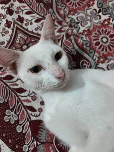 russian cat male