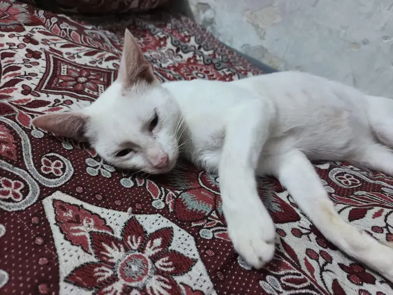 russian cat male — photo 2