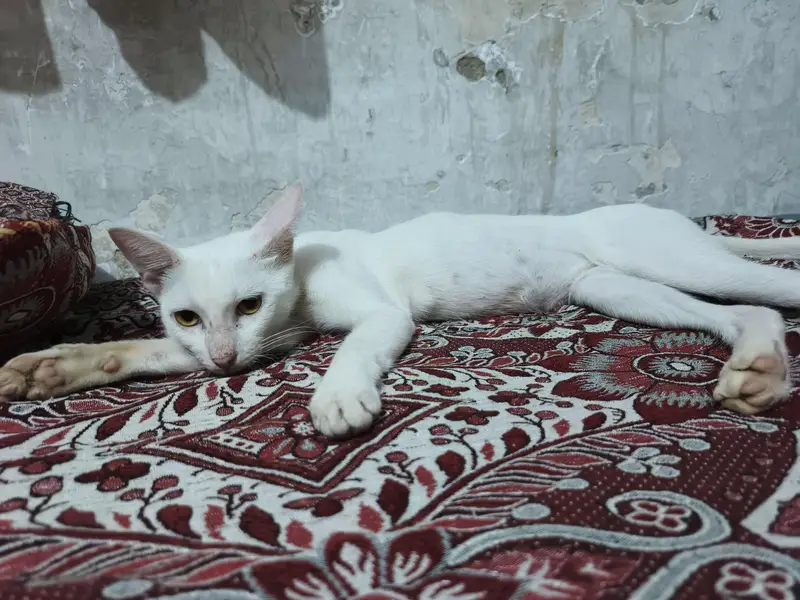 russian cat male — photo 3
