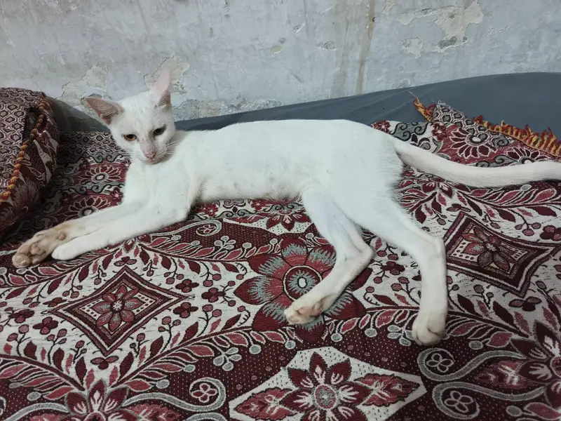 russian cat male — photo 4