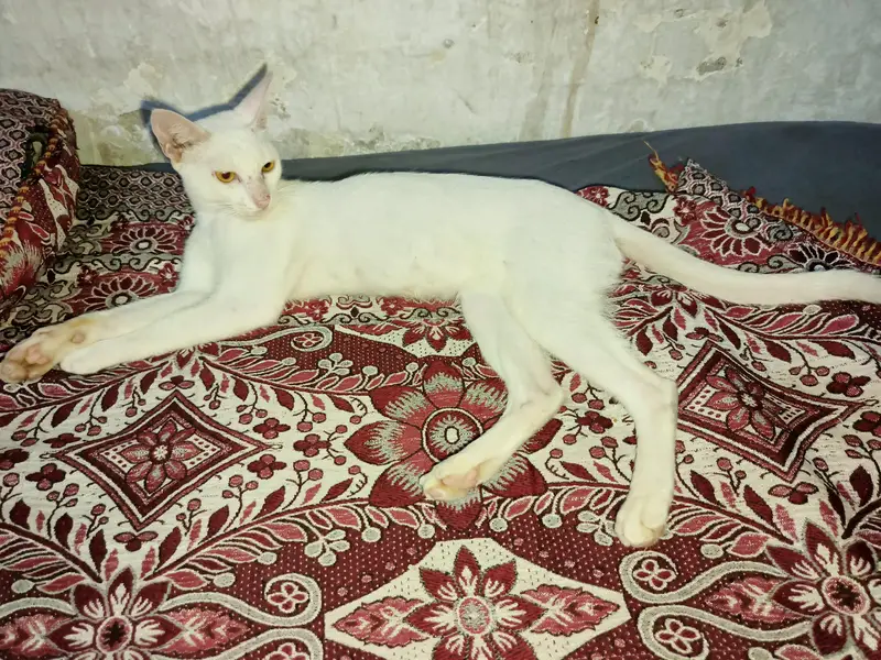russian cat male — photo 5