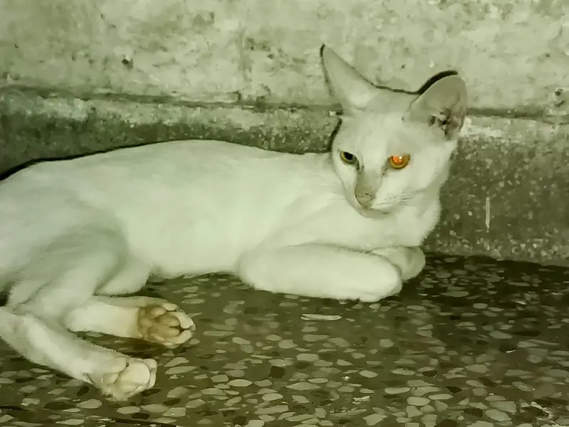 russian cat male — photo 6