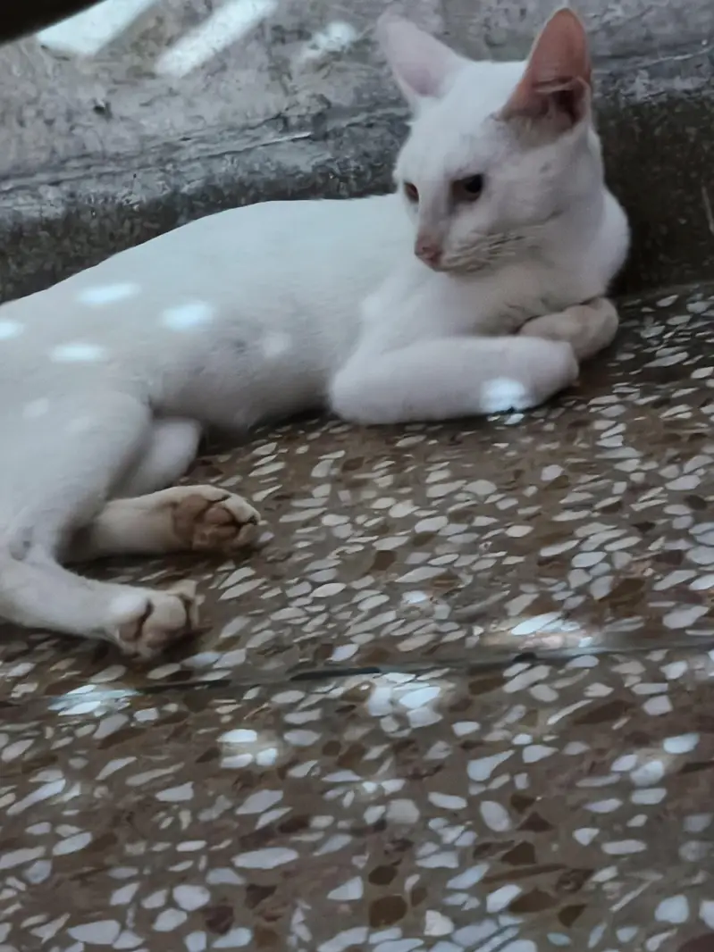 russian cat male — photo 7