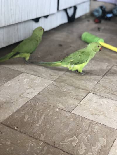 Ring neck pear 5month active no bite urjnt sale