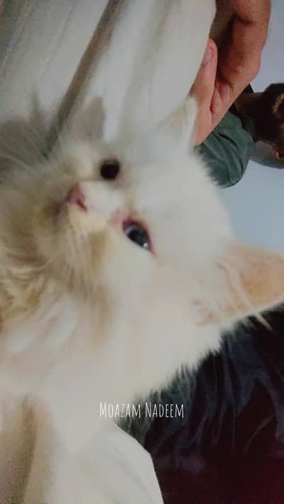 Beautiful White Female Persian Kitten for Sale