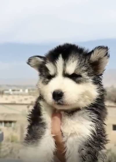 Siberian huskey white male ha alaskan huskey female black wala