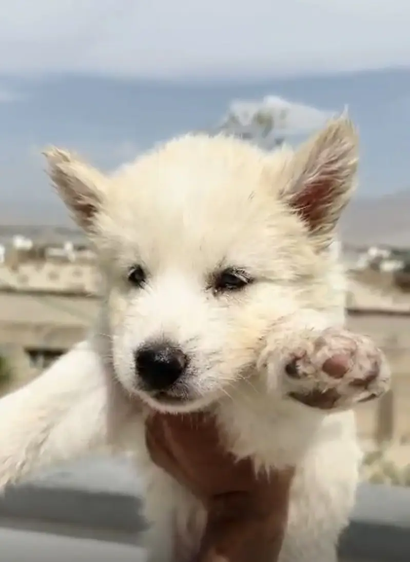Siberian huskey white male ha alaskan huskey female black wala — photo 2
