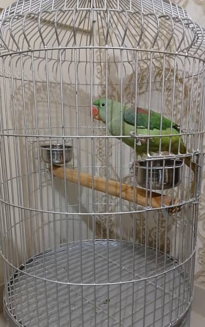 Kashmiri Parrot (Mithu) with Cage – 18 Months Old