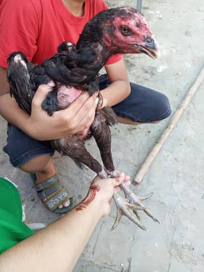 aseel thai
