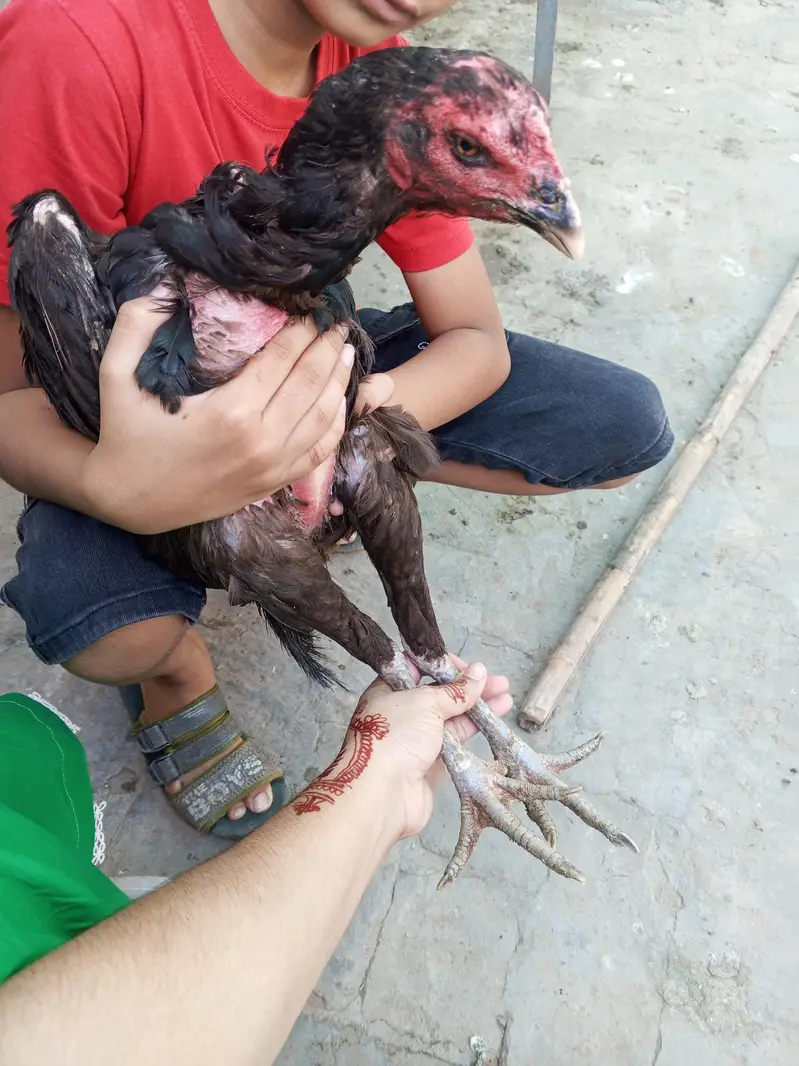 aseel thai — photo 2