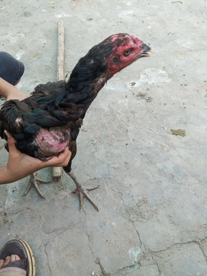 aseel thai — photo 3