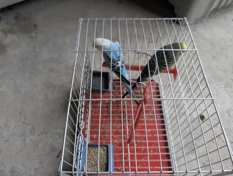 Australian parrots pair — photo 2