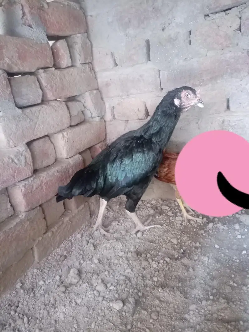 mian wale aseel nayabo — photo 2