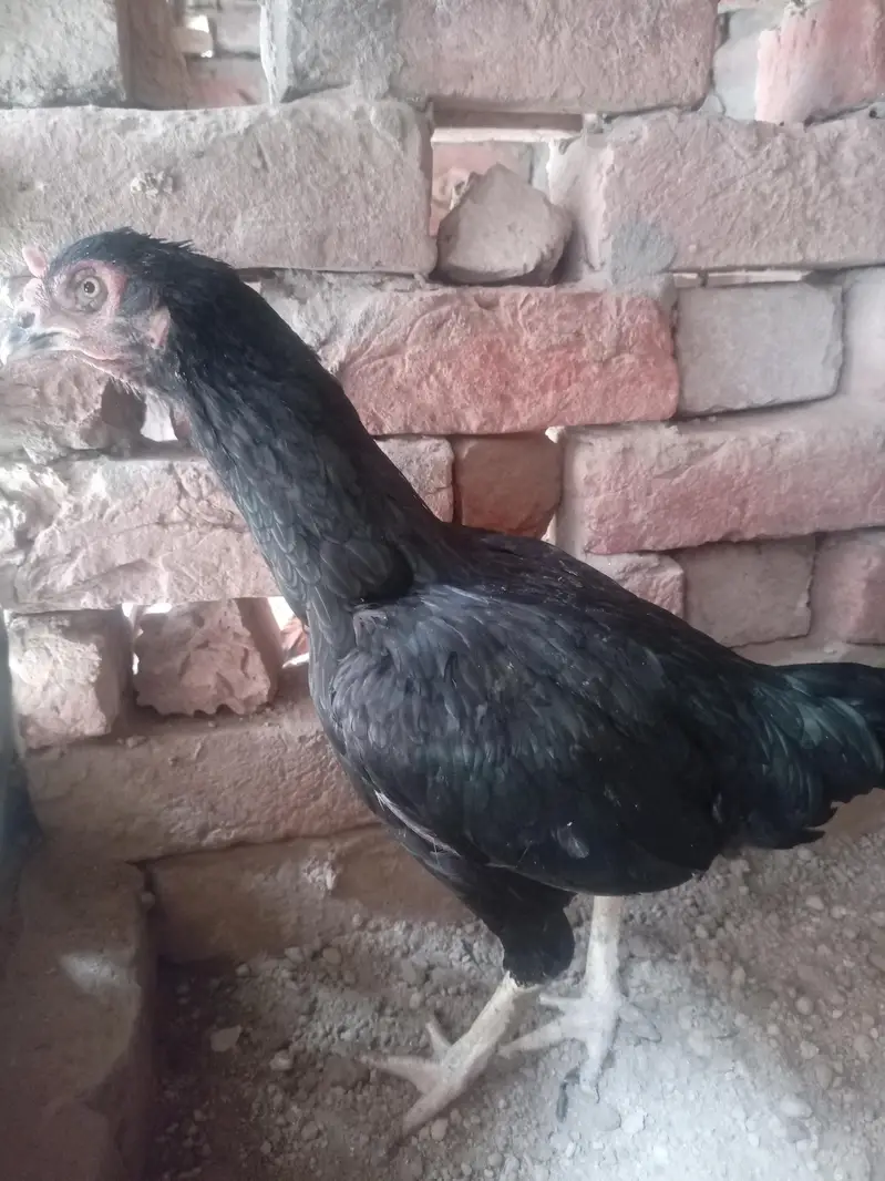 mian wale aseel nayabo — photo 3