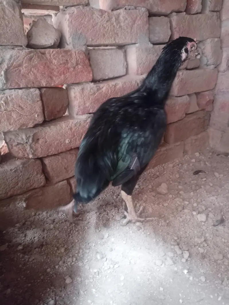 mian wale aseel nayabo — photo 5
