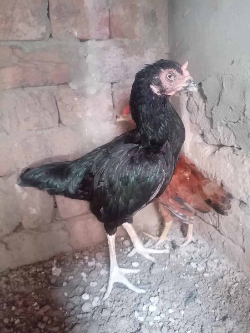 mian wale aseel nayabo — photo 6