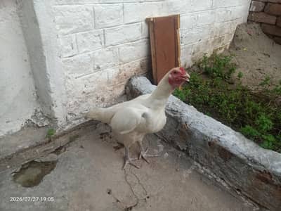 pure heera aseel hen
