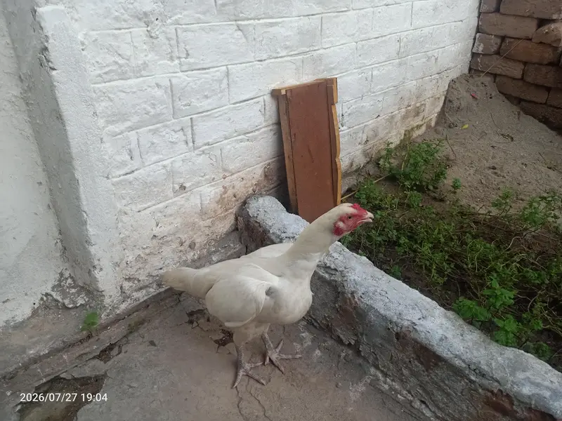 pure heera aseel hen — photo 2