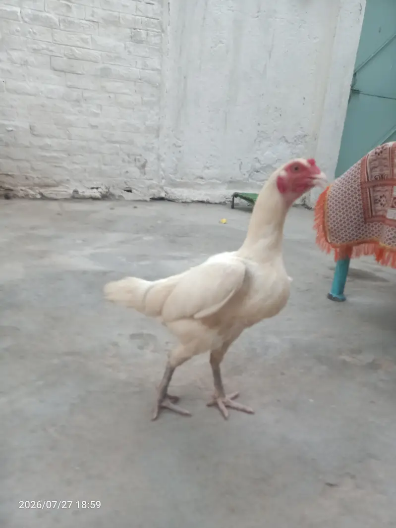 pure heera aseel hen — photo 3