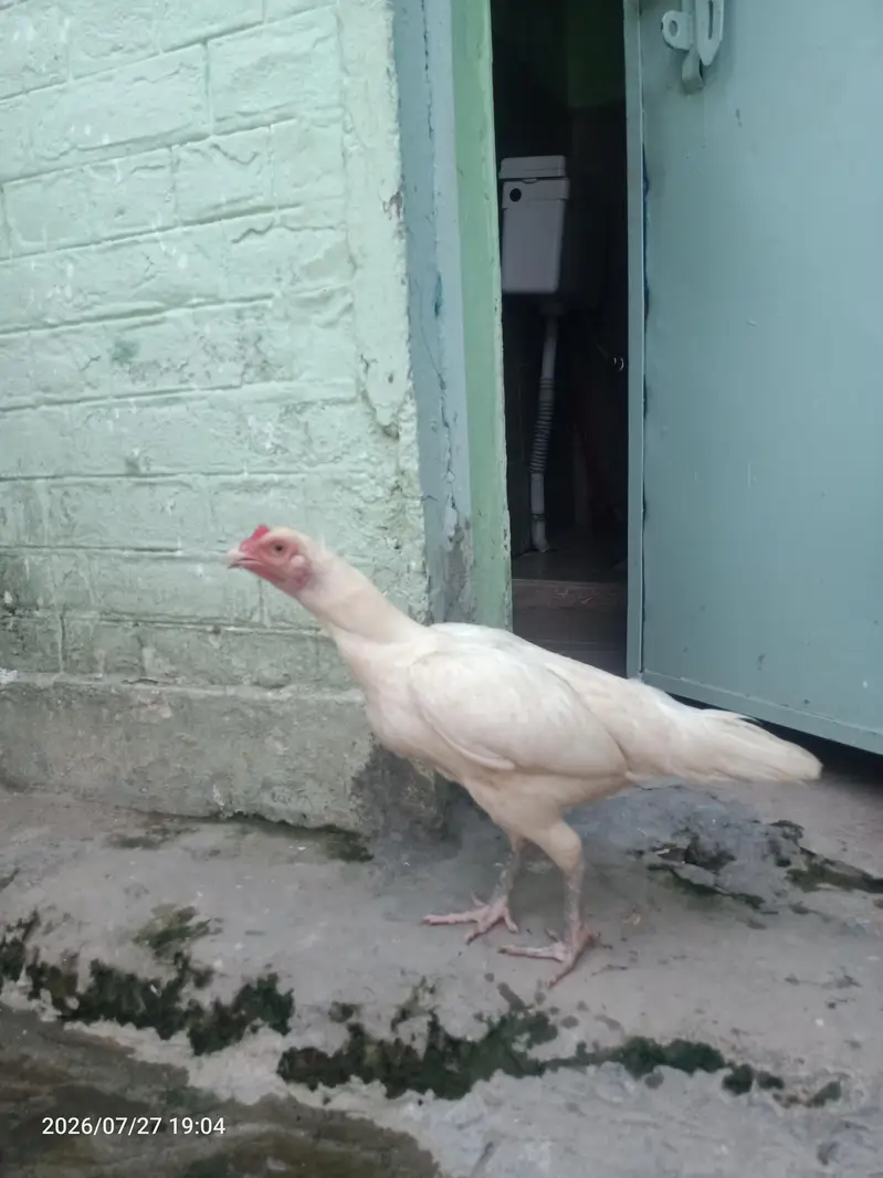 pure heera aseel hen — photo 4