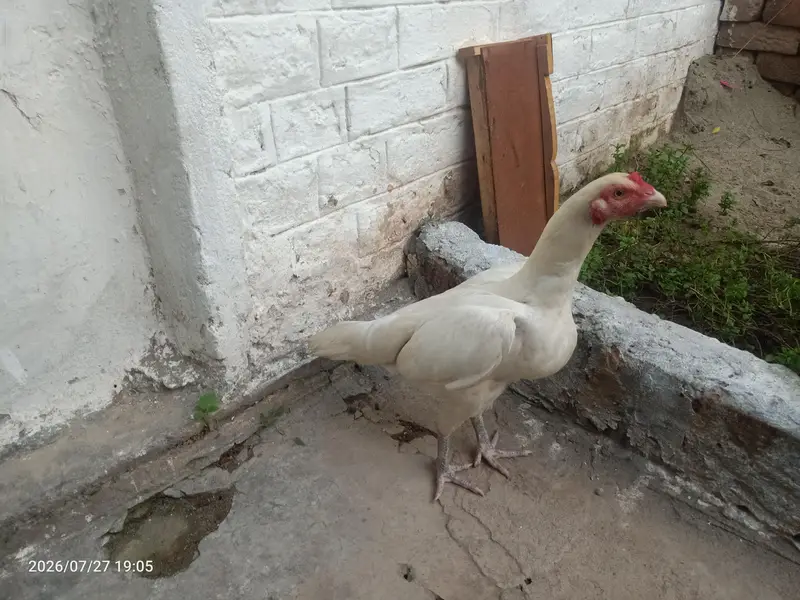 pure heera aseel hen — photo 5