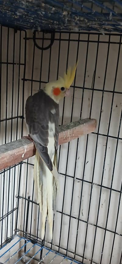 Cocktail Female For Sell