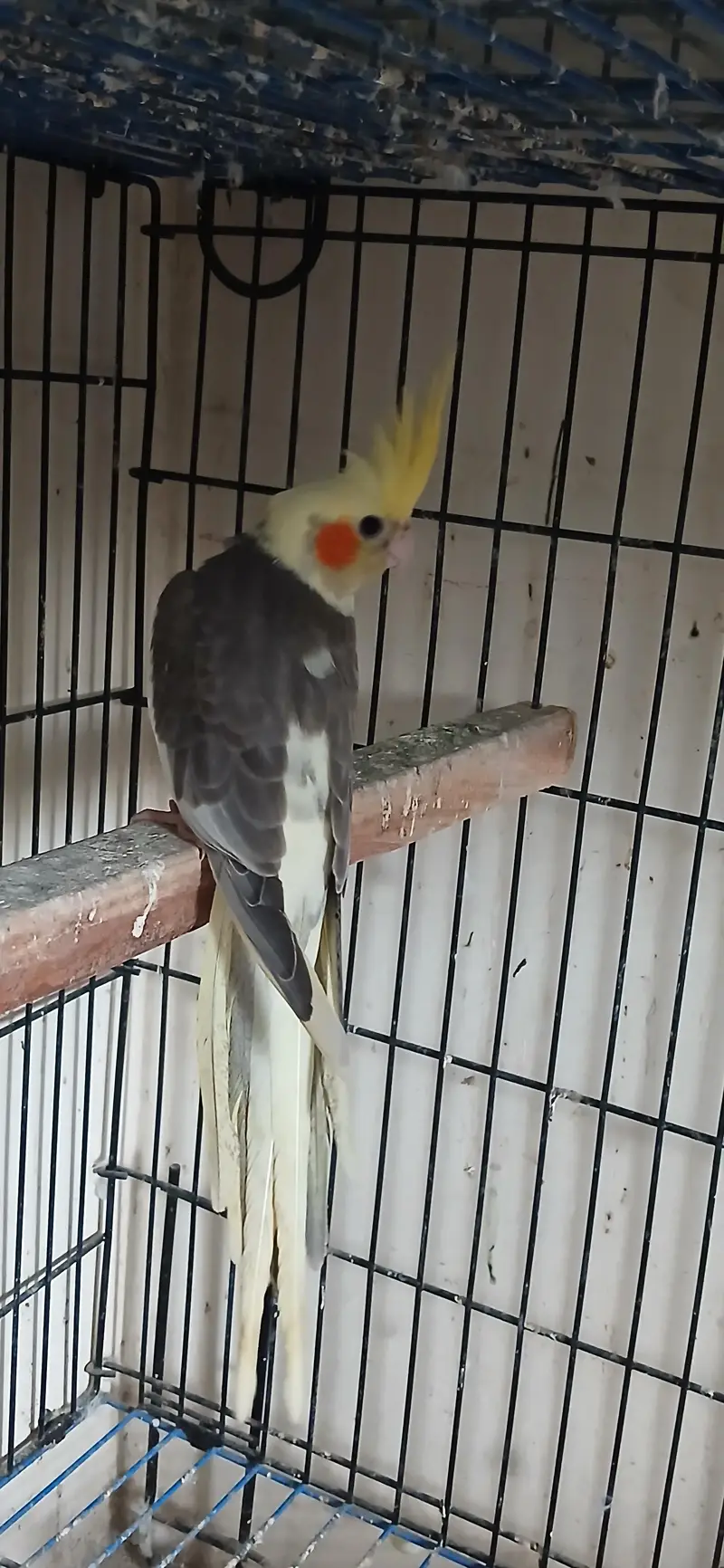 Cocktail Female For Sell — photo 2