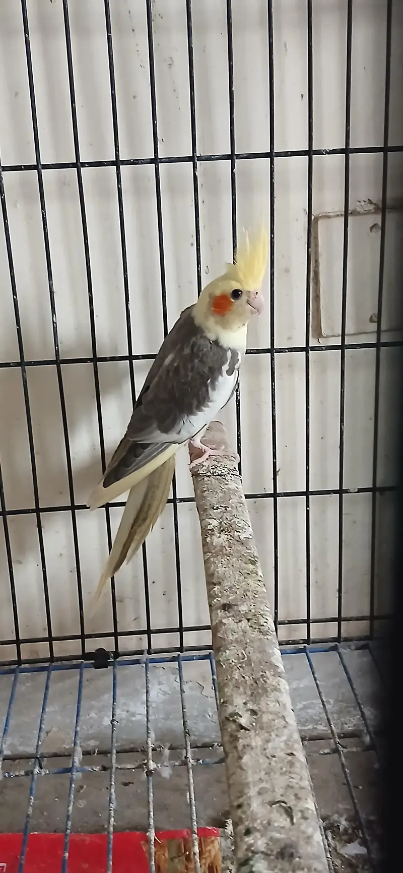 Cocktail Female For Sell — photo 3
