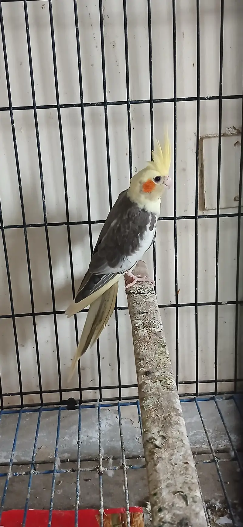 Cocktail Female For Sell — photo 4