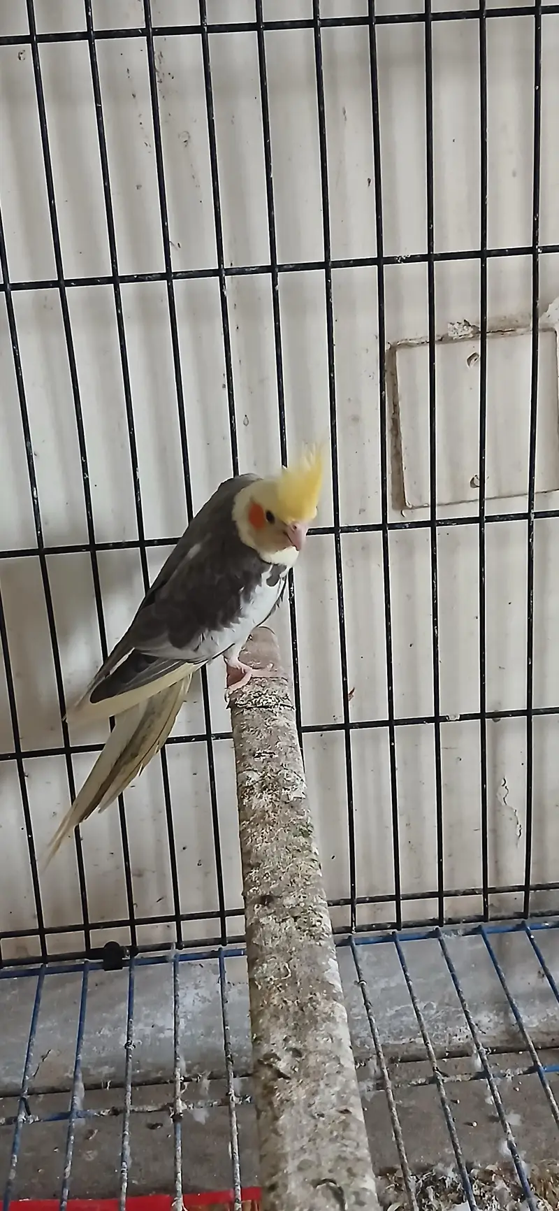 Cocktail Female For Sell — photo 5