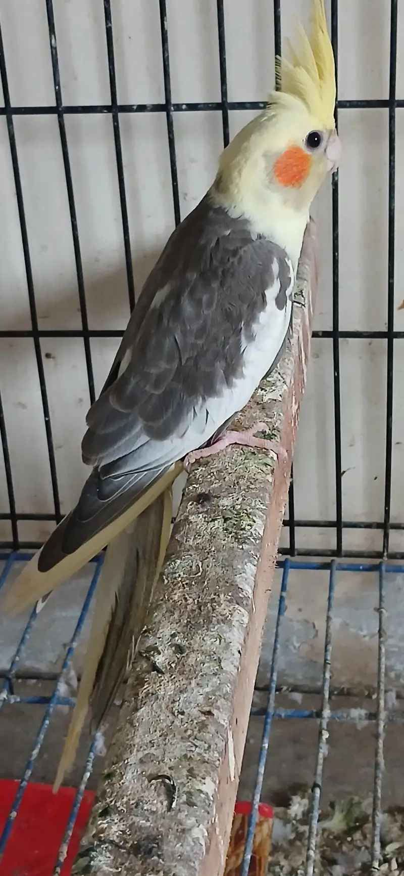 Cocktail Female For Sell — photo 6