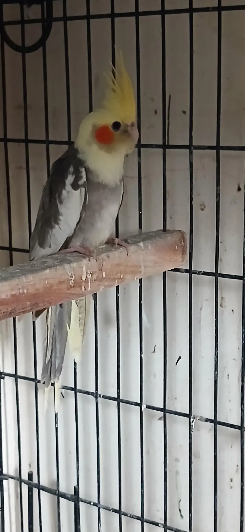 Cocktail Female For Sell — photo 7