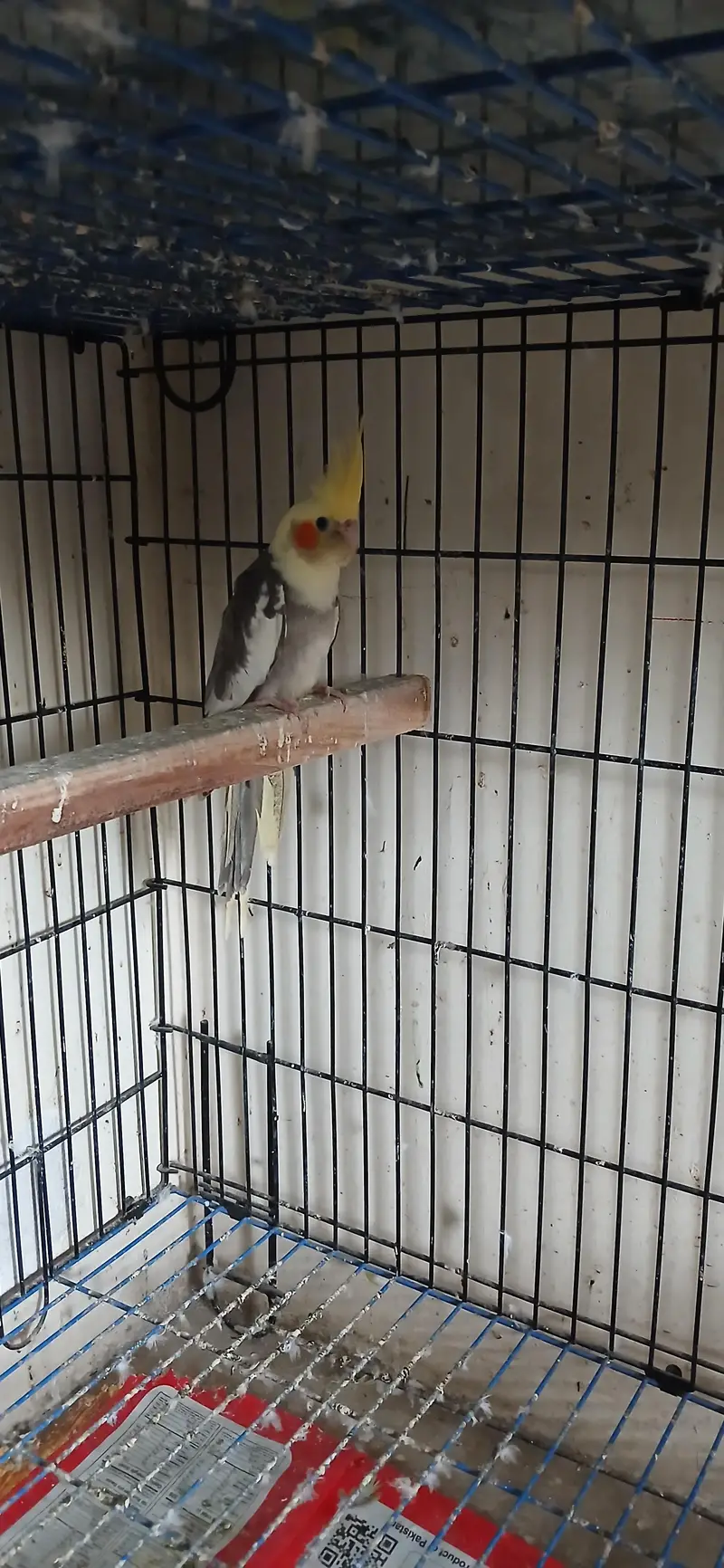 Cocktail Female For Sell — photo 8