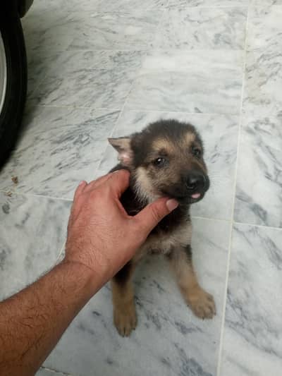 German shepherd crass swiss shepherd