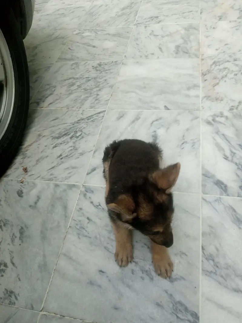 German shepherd crass swiss shepherd — photo 2