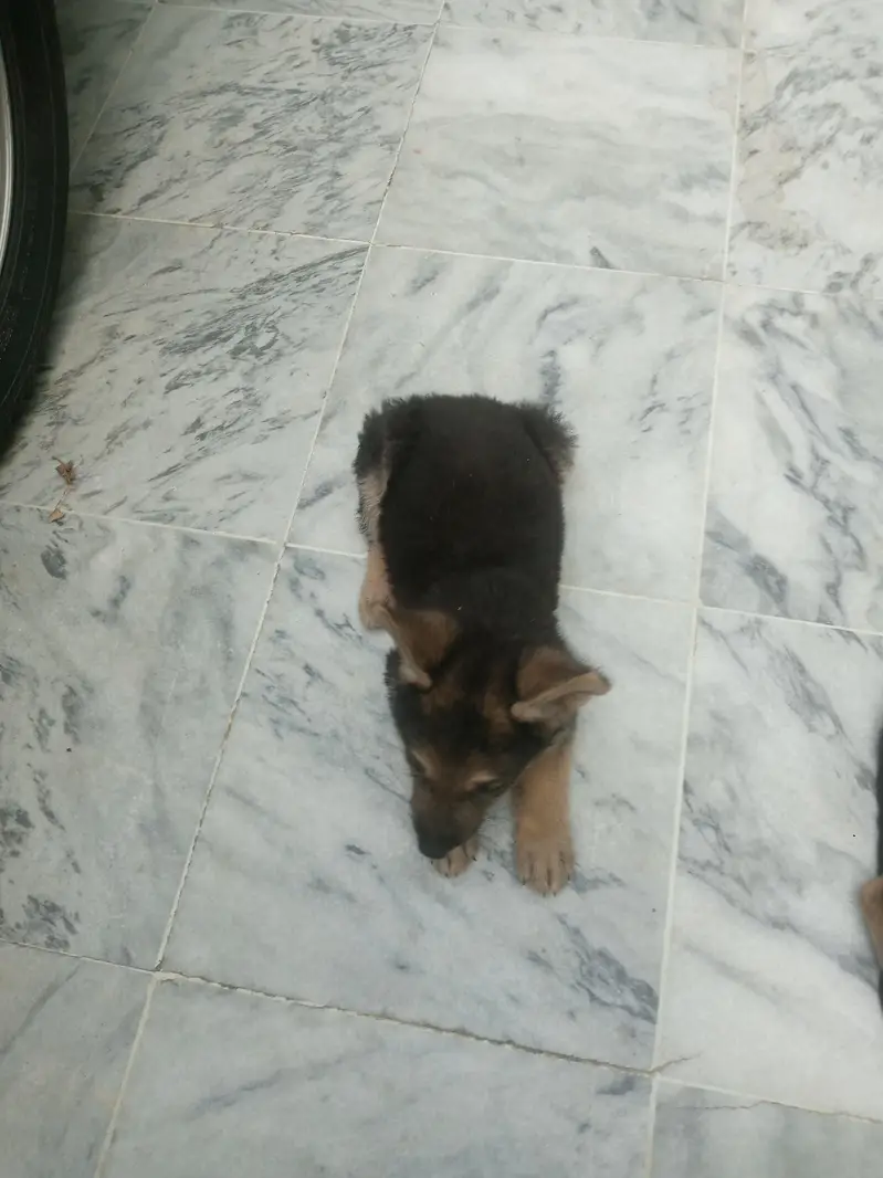 German shepherd crass swiss shepherd — photo 3