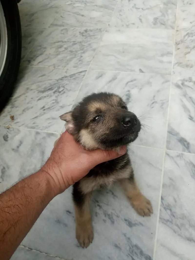 German shepherd crass swiss shepherd — photo 4
