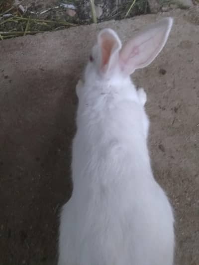 to mala rabbit for sale