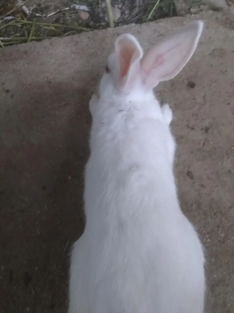 to mala rabbit for sale