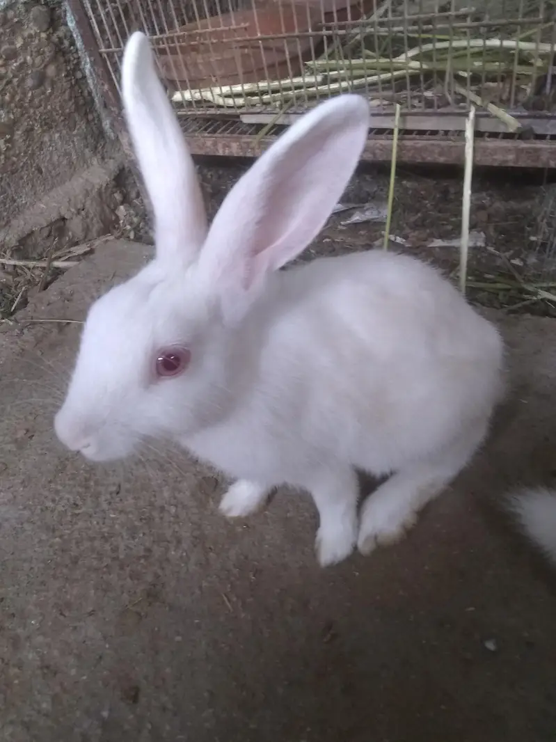 to mala rabbit for sale — photo 2