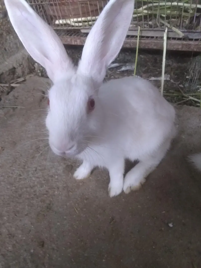to mala rabbit for sale — photo 3