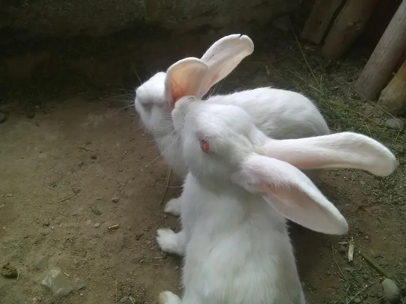 to mala rabbit for sale — photo 4