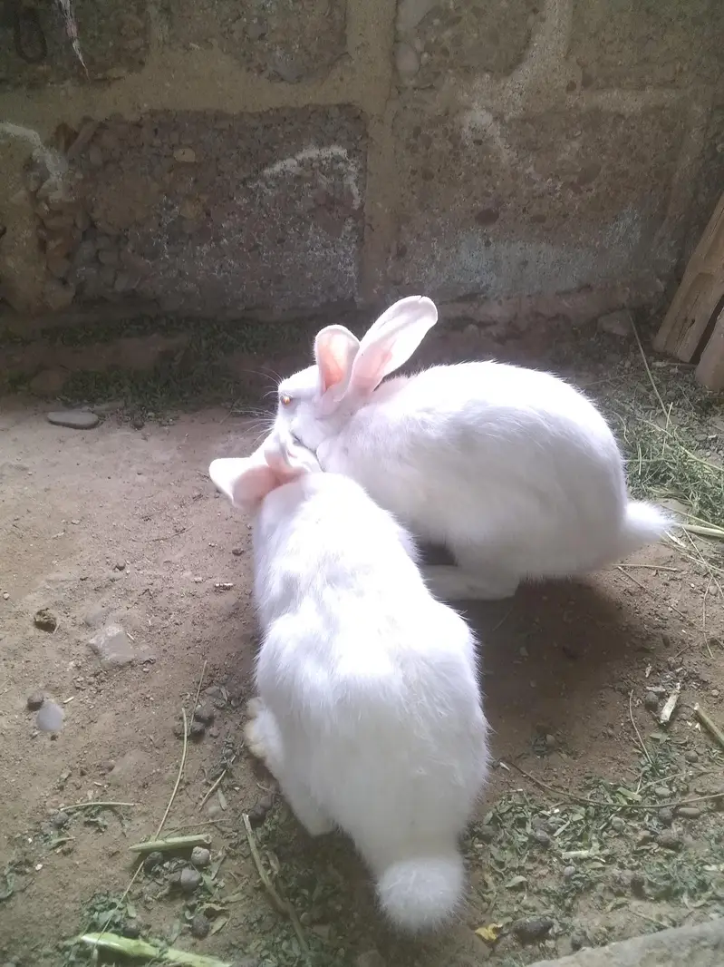 to mala rabbit for sale — photo 5