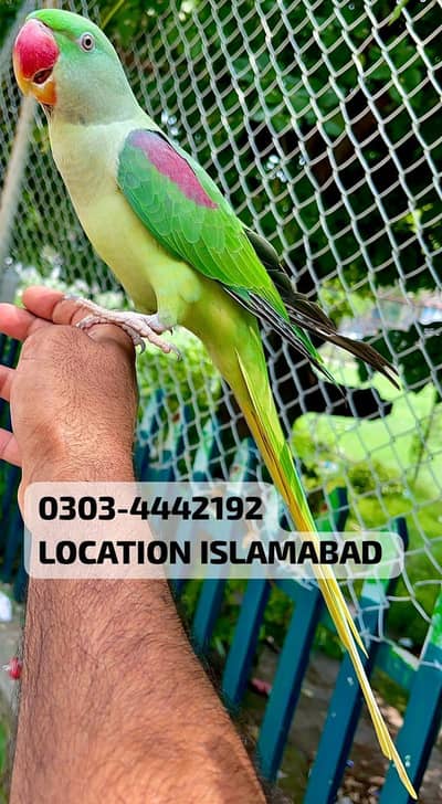 PURE KASHMIRI RAW JUMBO SIZE PROPPER HAND TAME