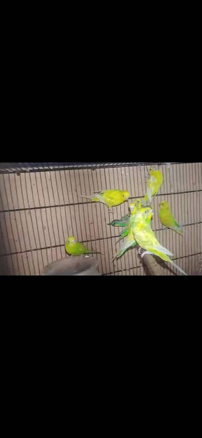 10 piece budgie sub female ha with portion cage 4500