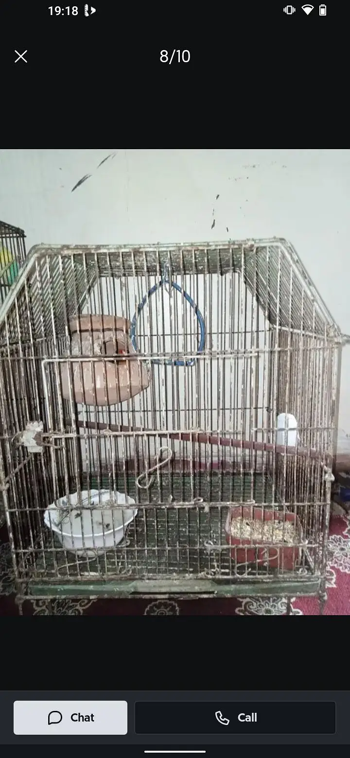 10 piece budgie sub females 3500 — photo 2