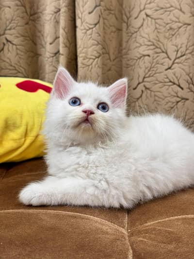 Persian Female Kitten