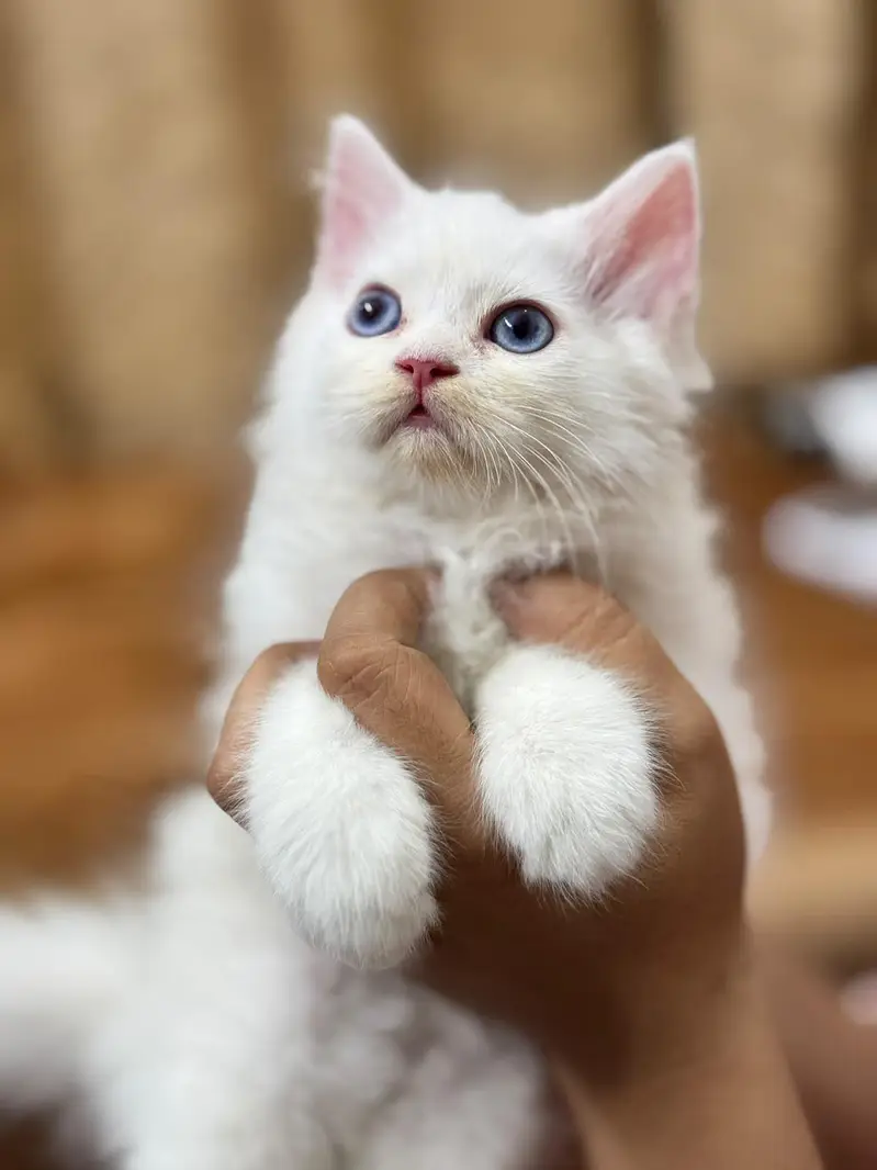 Persian Female Kitten — photo 2