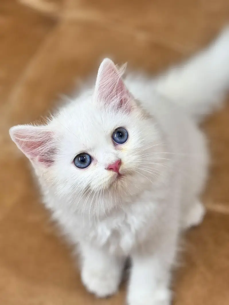 Persian Female Kitten — photo 3