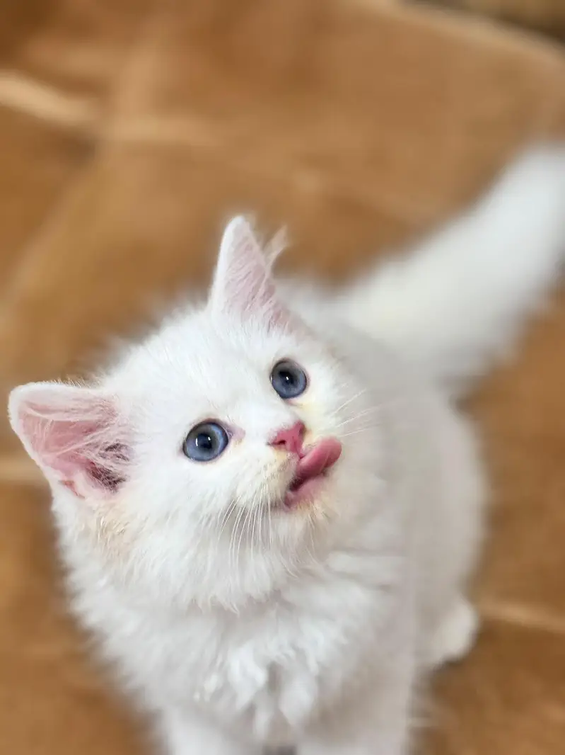 Persian Female Kitten — photo 4